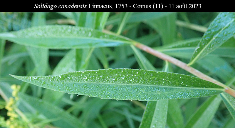 Solidago canadensis #76154