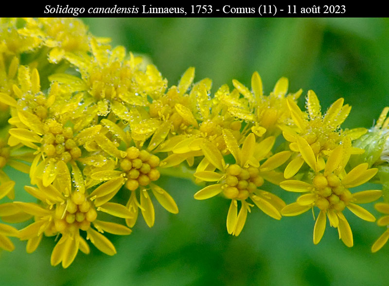 Solidago canadensis #76156