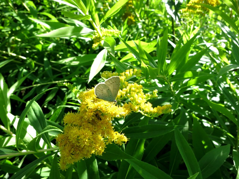 Solidago ou Verge d or - pollen de #33460
