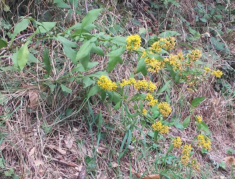 Solidago virgaurea #76164