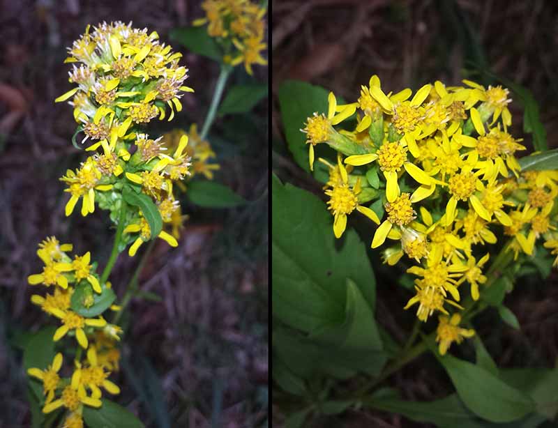 Solidago virgaurea #76166