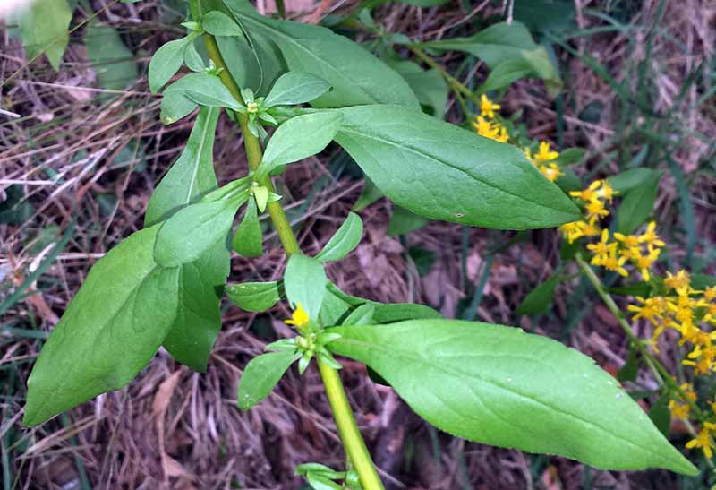 Solidago virgaurea #76165