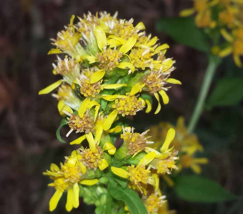 Solidago virgaurea #76167
