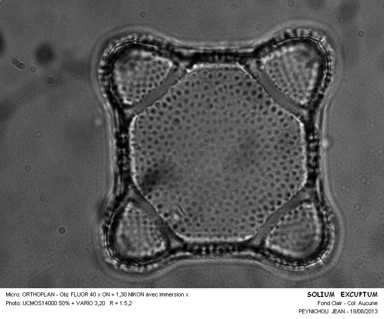 SOLIUM EXSCULPTUM #33365