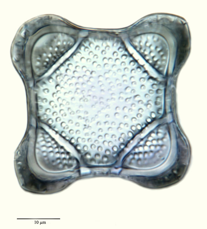 Solium exsculptum Heiberg 1863 #24027