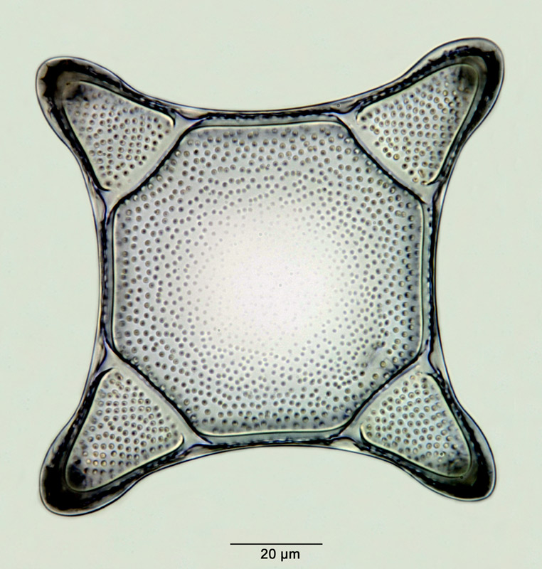 Solium exsculptum Heiberg 1863 #28922