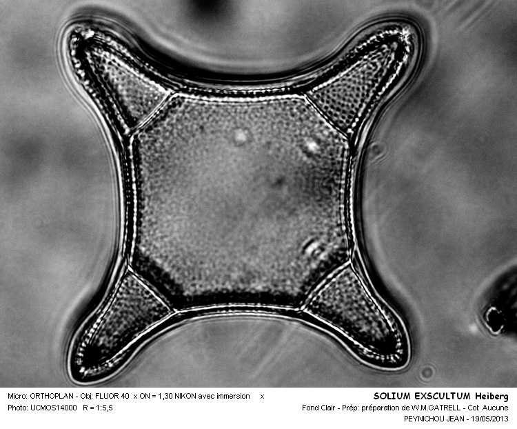 SOLIUM EXSCULTUM Heiberg #31196