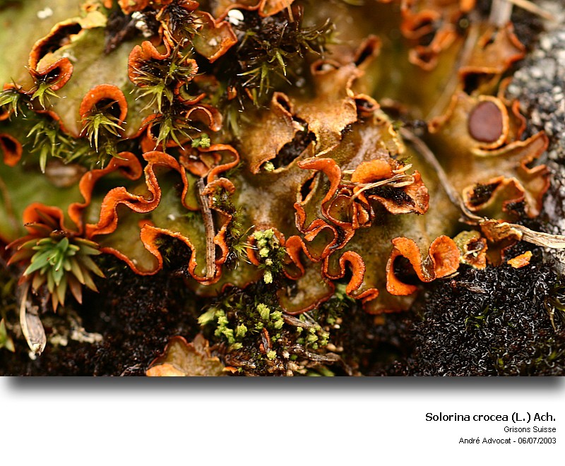 Solorina crocea (L.) Ach. #8455