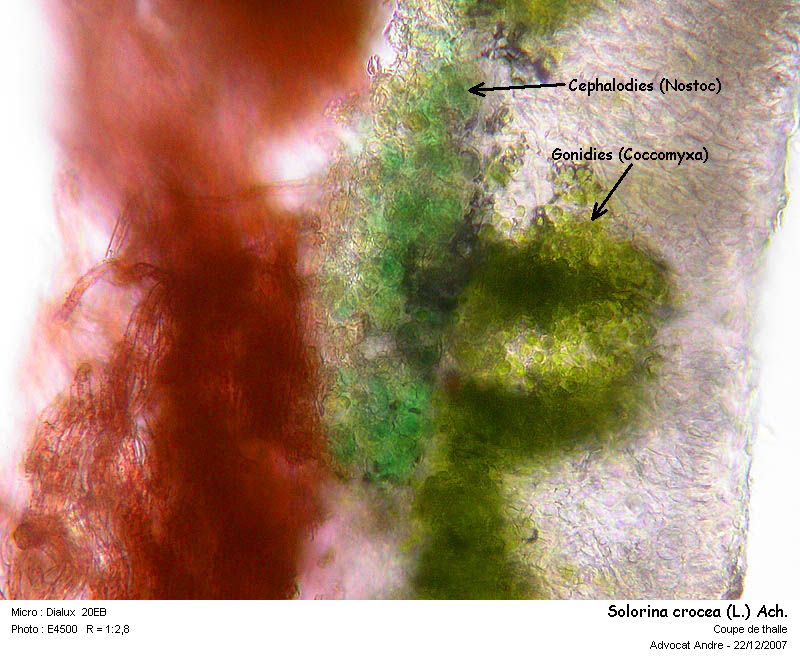 Solorina crocea (L.) Ach. #1512