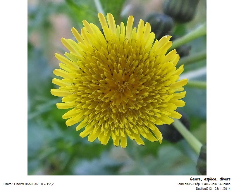 Sonchus arvensis - Laiteron des champs #40470