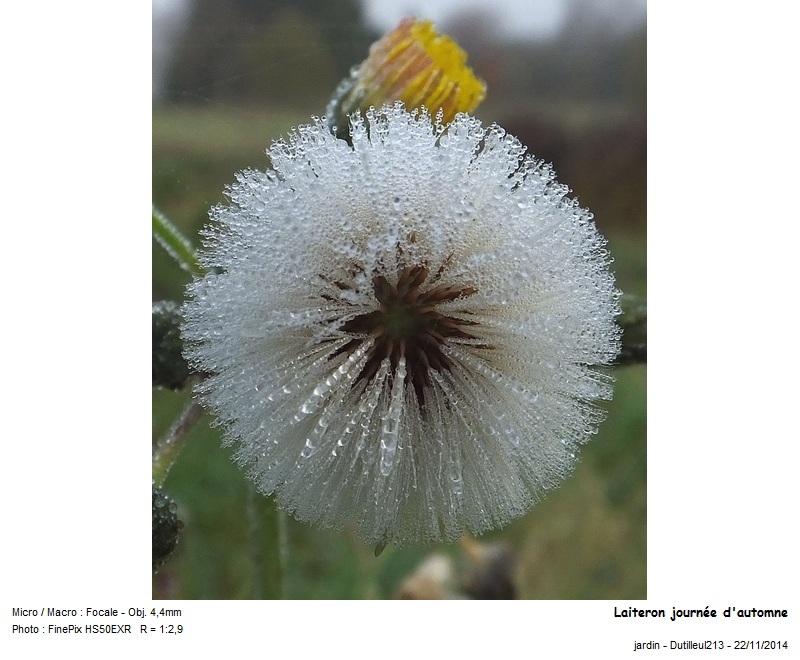 Sonchus arvensis - Laiteron des champs #40468