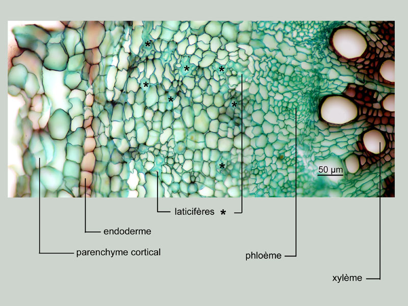 Sonchus asper, histologie. #17064