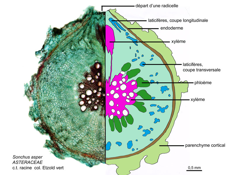 Sonchus asper, histologie. #17062