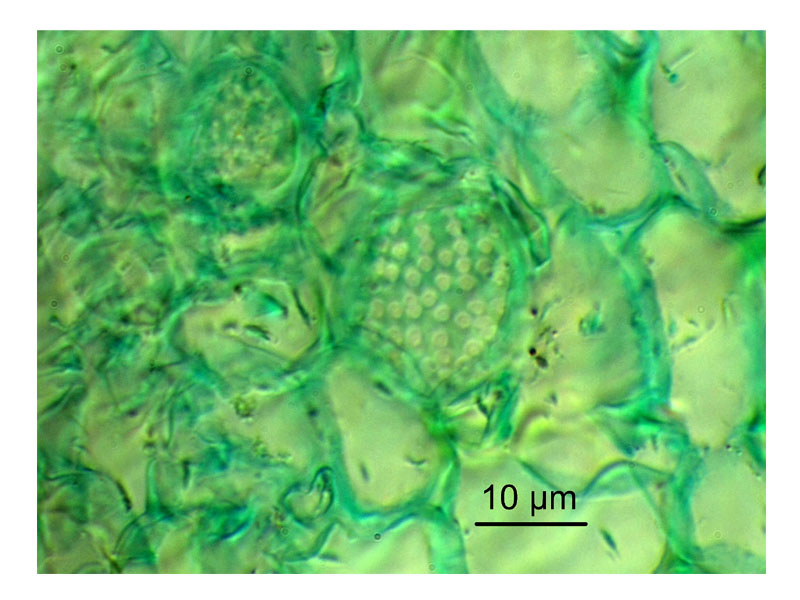 Sonchus asper, histologie. #17065