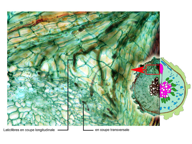 Sonchus asper, histologie. #17063
