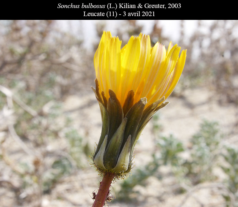 Sonchus bulbosus #66211