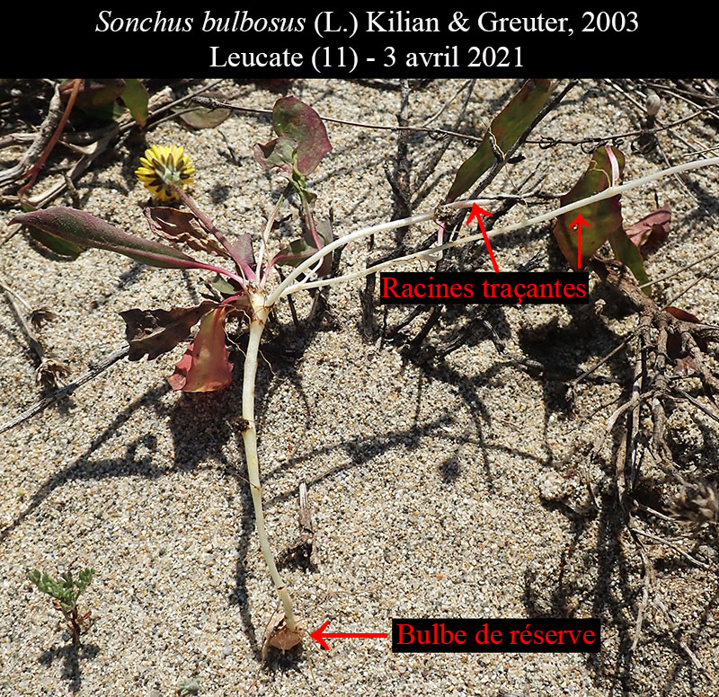 Sonchus bulbosus #66212