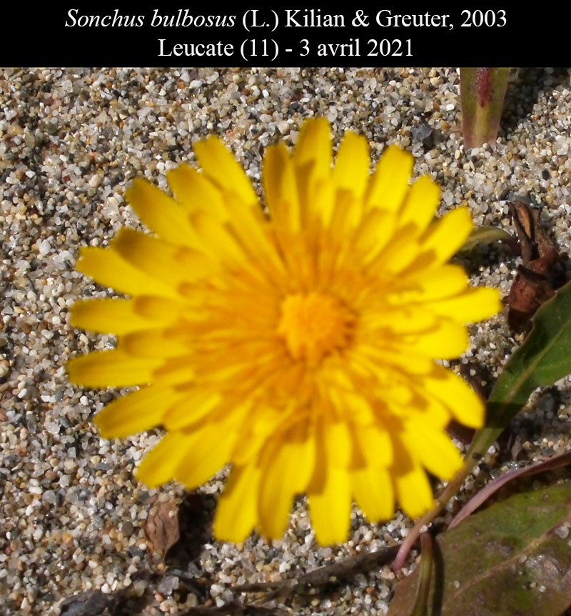Sonchus bulbosus #66210