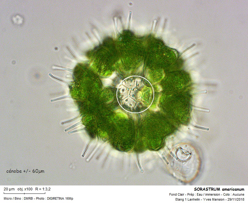 SORASTRUM americanum #57001