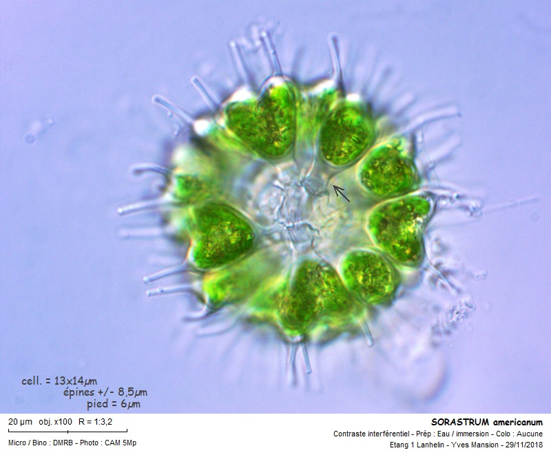 SORASTRUM americanum #57003