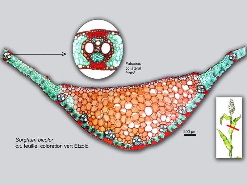 Sorghum bicolor, histologie #18915