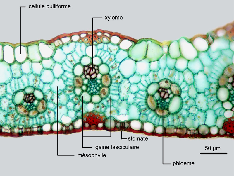 Sorghum bicolor, histologie #18917