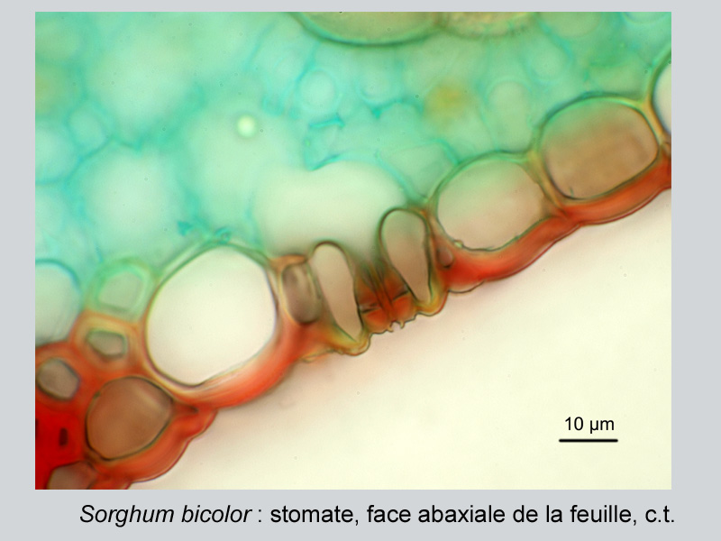 Sorghum bicolor, histologie #18918