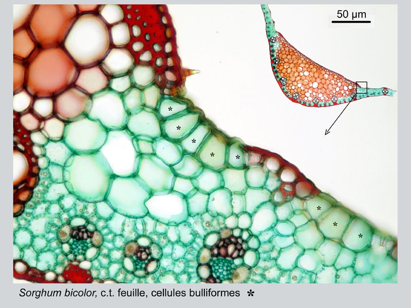 Sorghum bicolor, histologie #18916