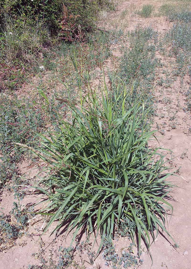 Sorghum halepense (Linné) Pers., 1805 #46268