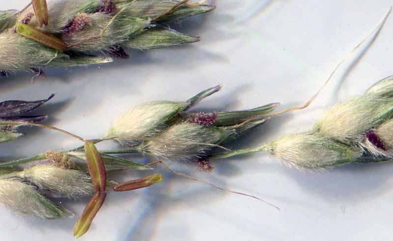 Sorghum halepense (Linné) Pers., 1805 #46271