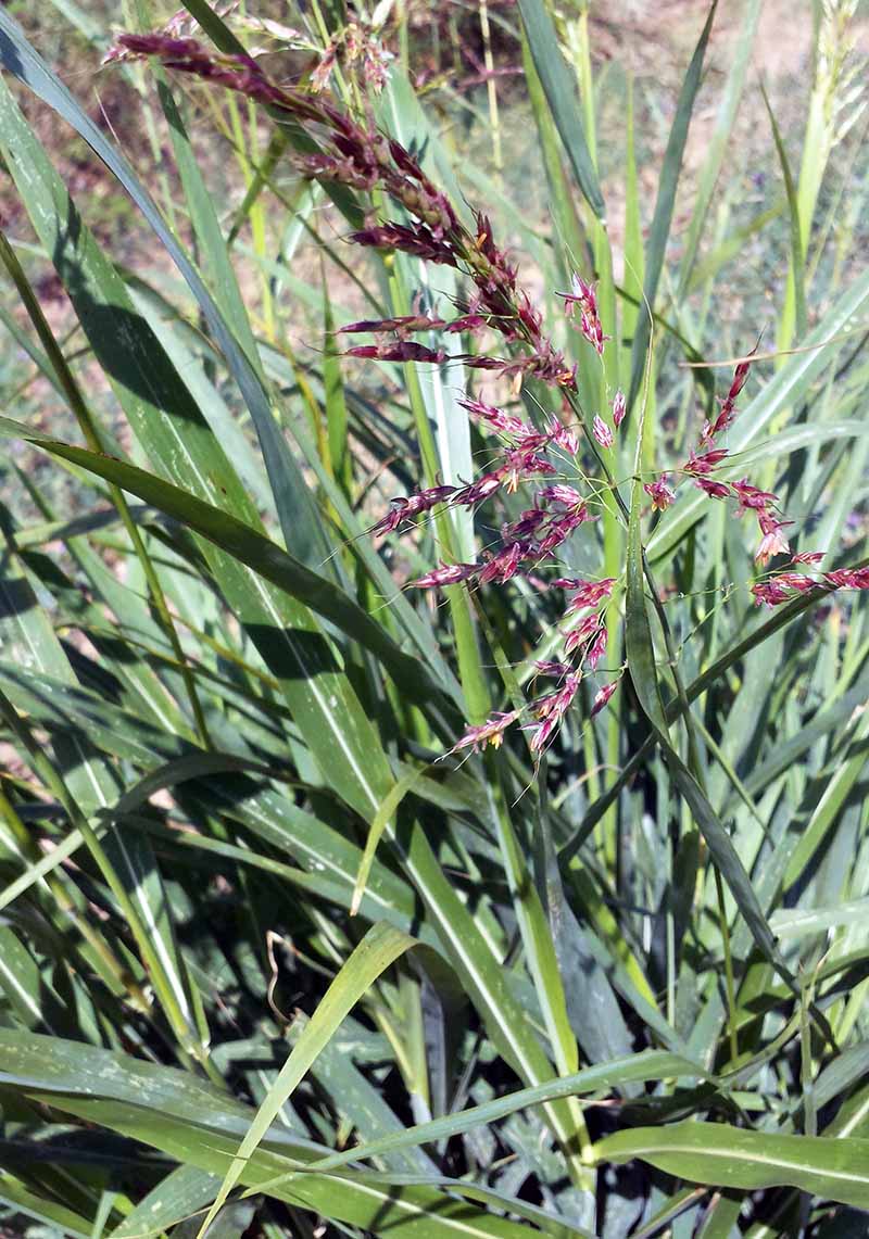 Sorghum halepense (Linné) Pers., 1805 #46269