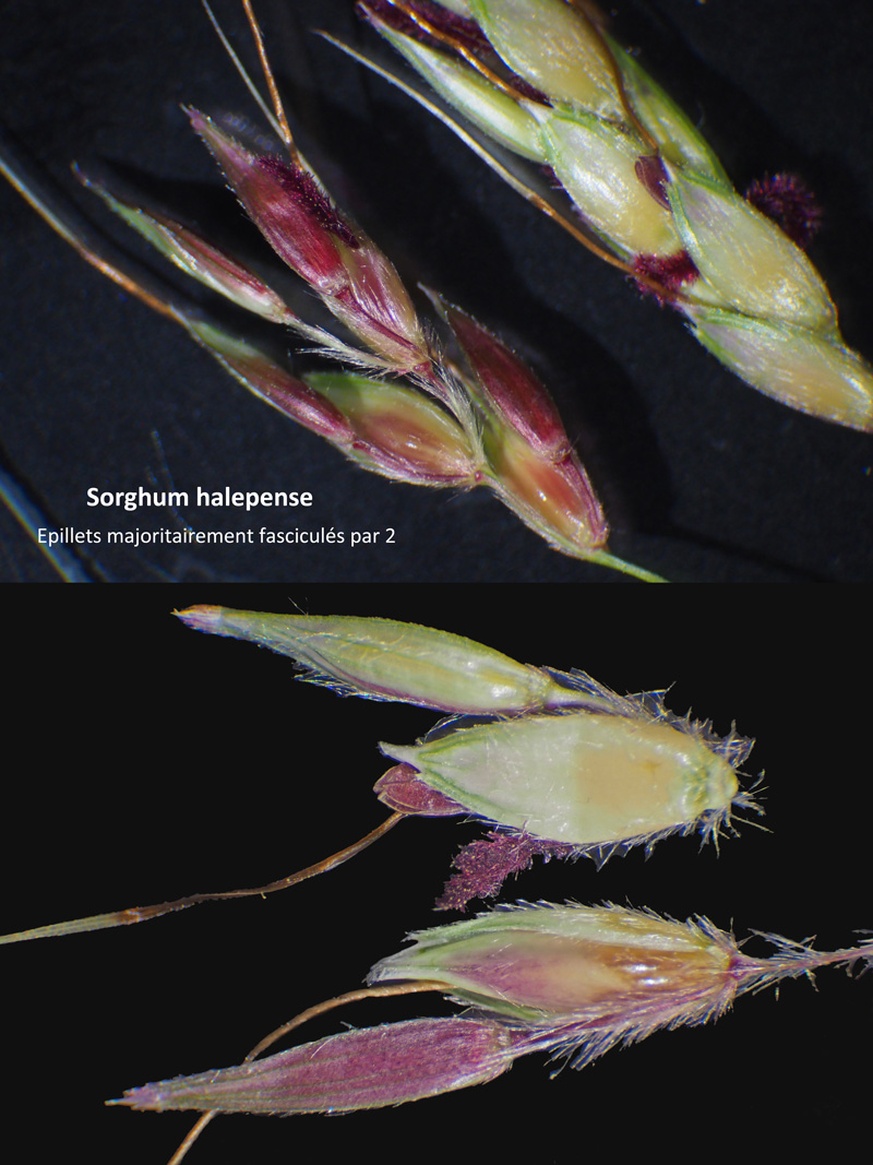 Sorghum halepense (L.) Pers. : Le Sorgho d Alep #60603