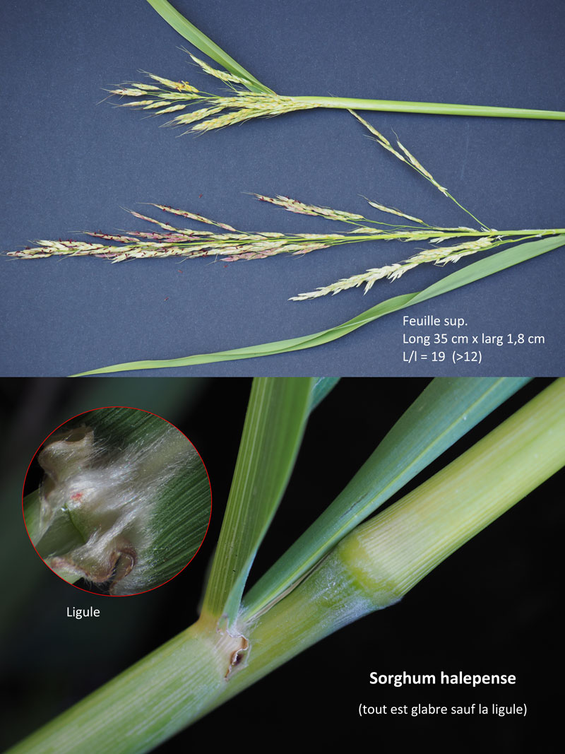Sorghum halepense (L.) Pers. : Le Sorgho d Alep #60604
