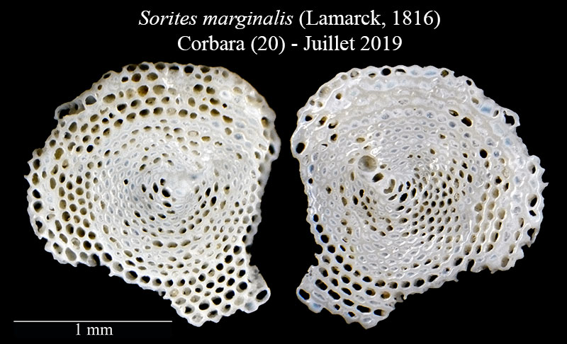 Sorites marginalis #60498