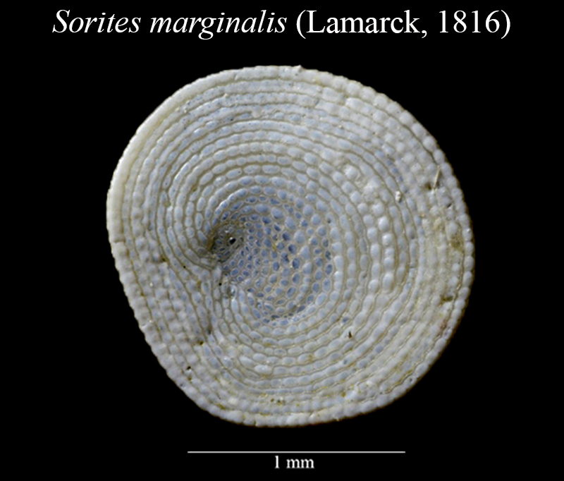 Sorites marginalis #60499