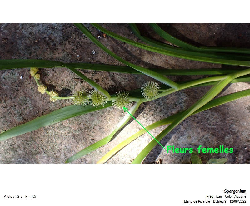 Sparganium -Rubanier #71679