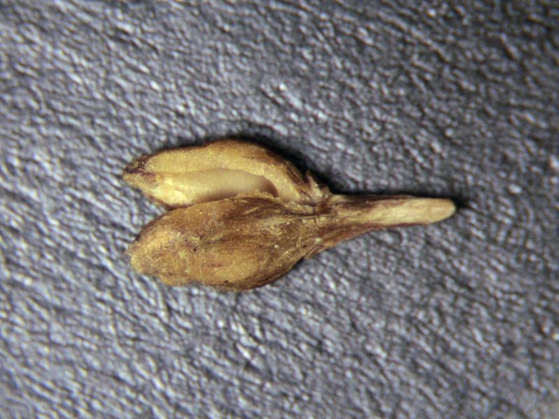 Sparganium -Rubanier #72311