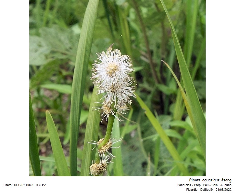 Sparganium -Rubanier #71675