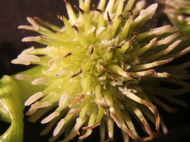 Sparganium -Rubanier #71677