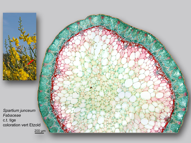 Spartium junceum, histologie, histology. #23205