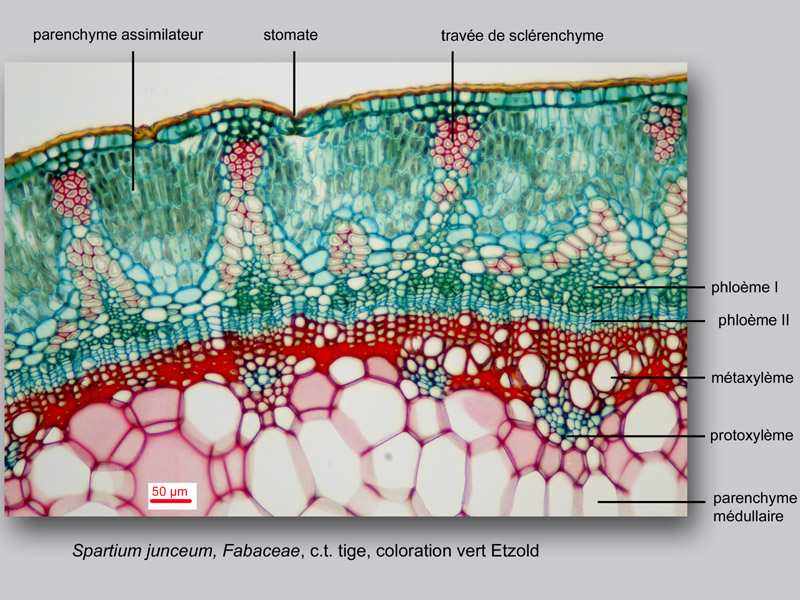 Spartium junceum, histologie, histology. #23206