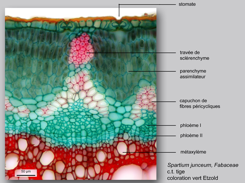 Spartium junceum, histologie, histology. #23207