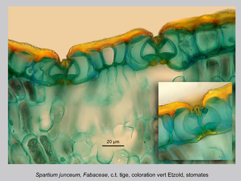 Spartium junceum, histologie, histology. #23208