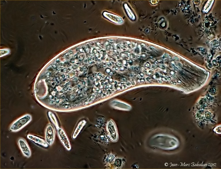 Spathidium #25727