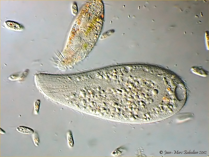 Spathidium #25728