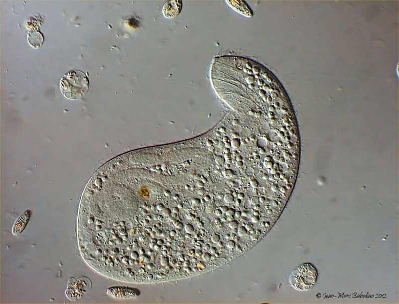 Spathidium #25729