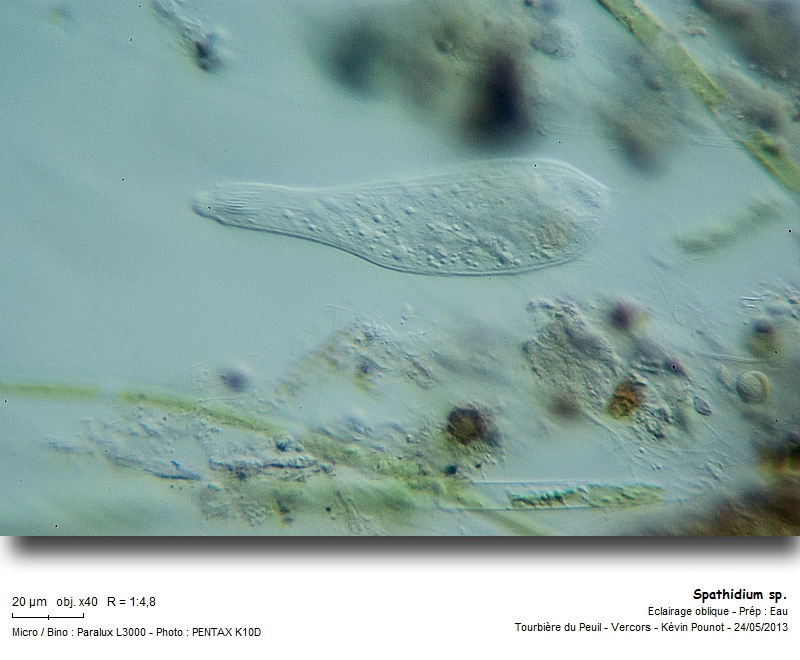 Spathidium sp. #31320