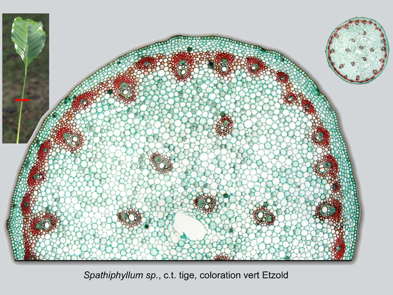 Spathiphyllum sp., histologie #18374