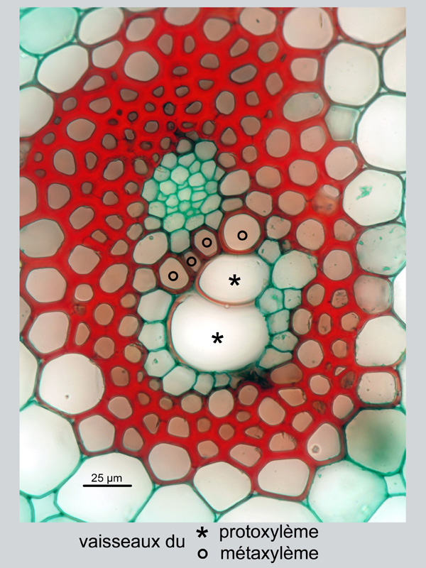 Spathiphyllum sp., histologie #18376