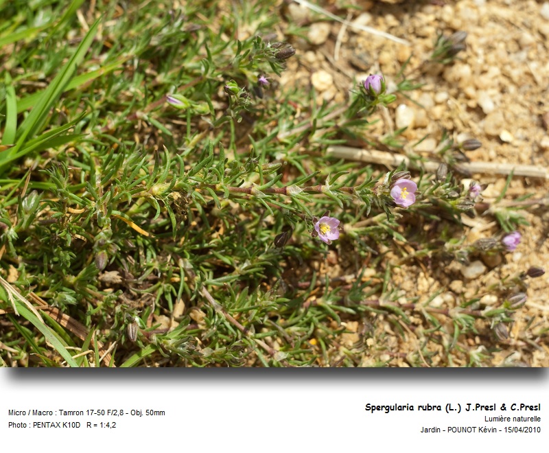 Spergularia rubra (L.) J.Presl & C.Presl - Spergulaire rouge #15649